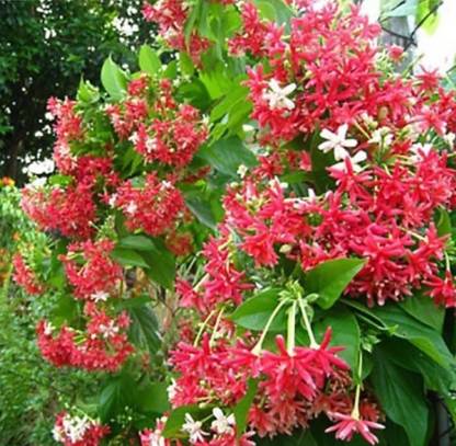 ROYAL NURSERY Madhumalti/Rangoon Creeper