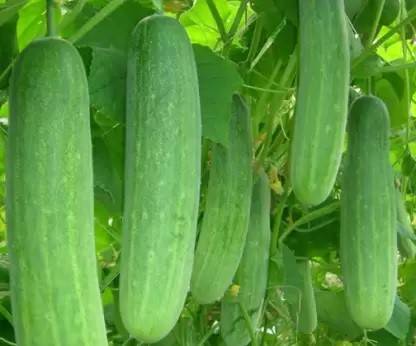 GURU JI Hybrid Cucumber, Khira Seed