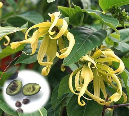 MGBN CANANGA/CANAGA ODORATA/YLANG YLANG TREE SEEDS - 50 SEEDS Seed