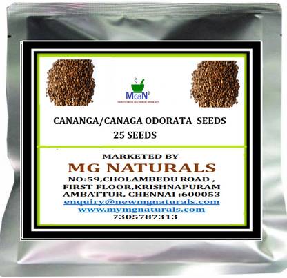 MGBN CANANGA/CANAGA ODORATA/YLANG YLANG TREE SEEDS -25 SEEDS Seed