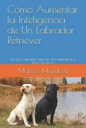 Como Aumentar la Inteligencia de Un Labrador Retriever