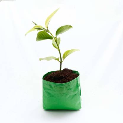 4K Agro HDPE Terrace Gardening GROW BAG circular, (9X9 Inches, Green and Orange) - Pack of 5 - (200GSM) Grow Bag