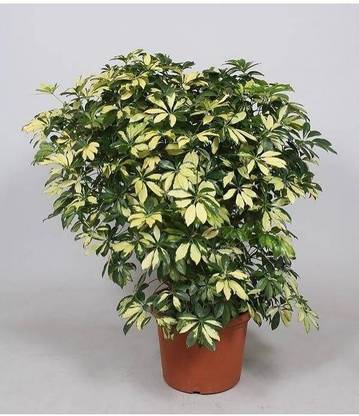 Green Era Schefflera Plant