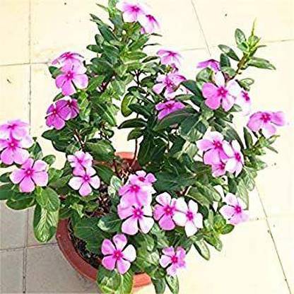PALAK Sadabahar Plant