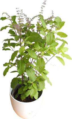 Baishnab Tulsi Plant