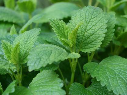 Greenwill Lemon Balm Plant Seed