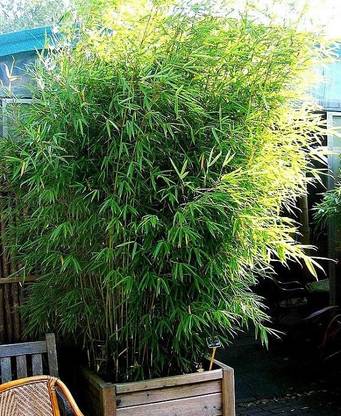 Bee Green Two Layer Bamboo Plant