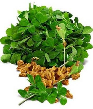 LYRS Fenugreek (Moti Methi Variety) Seed Seed