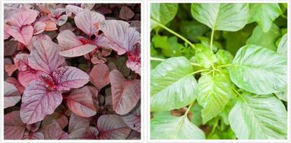 Splorias Hara Sag(Green Amaranth),Lal Sag(Red Amaranth) Seed