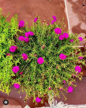 Click to purchase Portulaca Plant