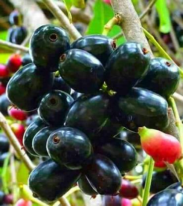 CARIBBEAN JAMUN (BLACK PULM) Seed