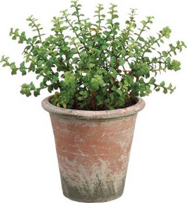ZobiM Jade Plant