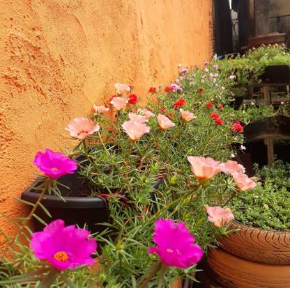 Click to purchase Portulaca Plant