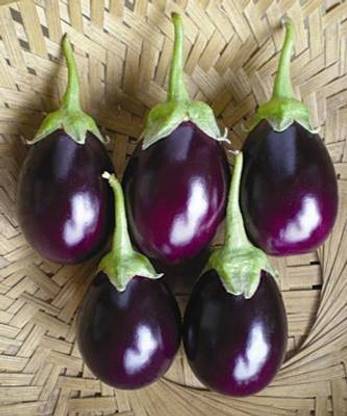 BZ Device Pusa Purple Round BRINJAL Seed