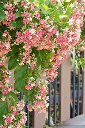 Click to purchase Madhumalti/Rangoon Creeper
