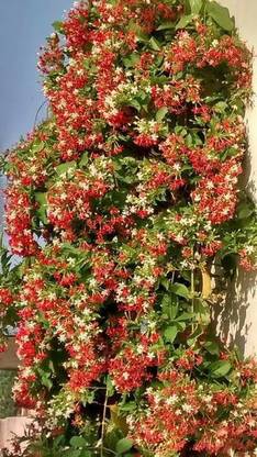 Greenery Nursery Madhumalti/Rangoon Creeper