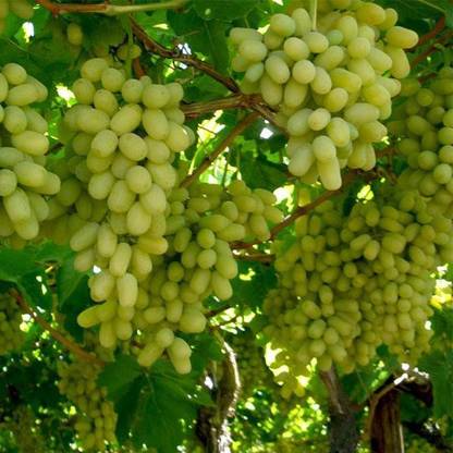 Paudha Grapes Fruit Seed