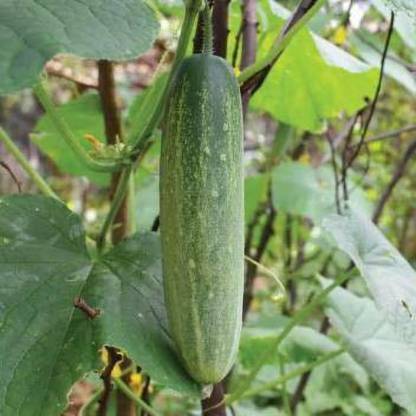 greengrow CUCUMBER Seed