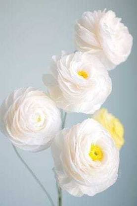 SIDDHI VINAYAK Ranunculus Seed