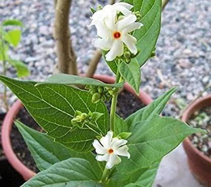 Click to purchase Parijat/Harsingar Plant