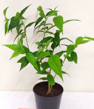 Click to purchase Parijat/Harsingar Plant