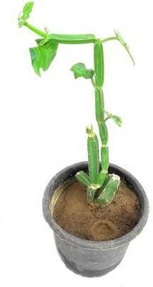 the Secret Store Cissus Plant