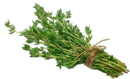Thyme