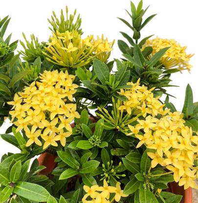 AloGardening Trothic Ixora/Chethi Plant
