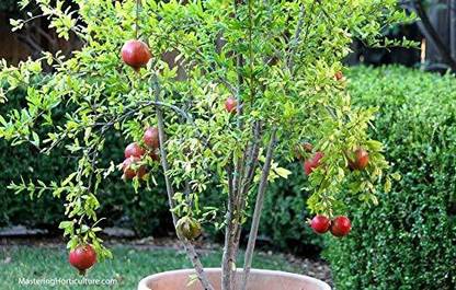 PLaNeTreee Pomegranate Plant