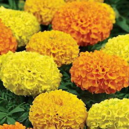 shivay Export Flower seeds Seed