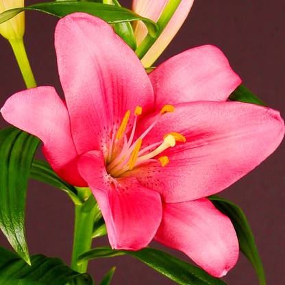 Tim Tim Agro Asiatic Pink Lily Seed