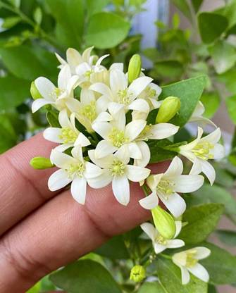 क्लिक टू परचेज़ मधु कामिनी प्लांट पौधा