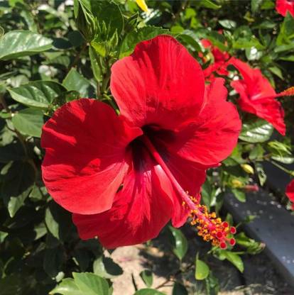 Click to purchase Hibiscus Plant