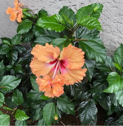Click to purchase Hibiscus Plant