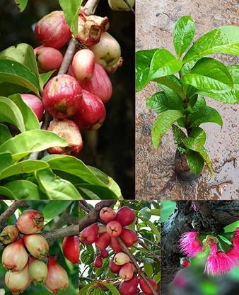 LushGreen Malay Apple Plant