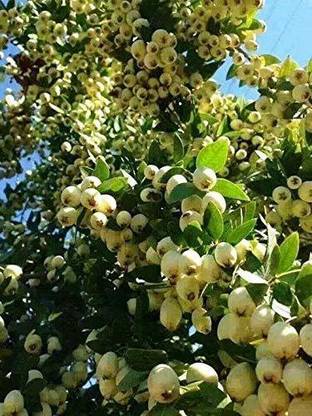 Cloud Farm Guava Plant