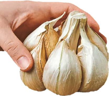 OGBIN MULTICLOVE ELEPHANT GARLIC, GARLIC Seed
