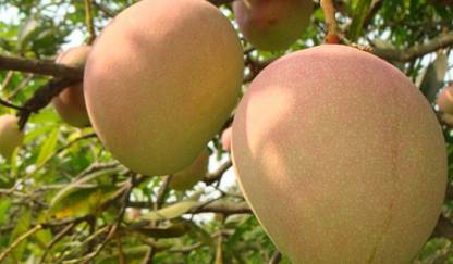 Himsagar Mango Plant