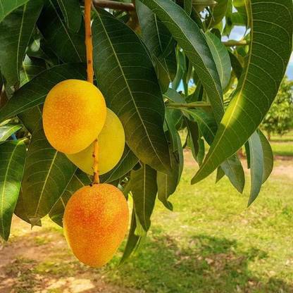 Cloud Farm Mango Plant