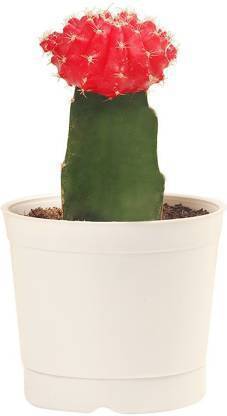 GRRENGROW Moon Cactus Plant