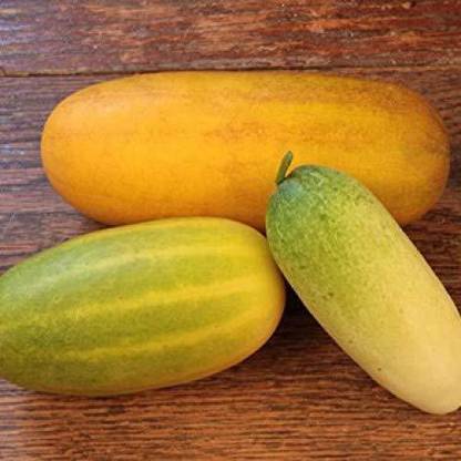 WILLVINE ™Hybrid Rare Cucumber Vellarikka Vegetable Seeds Seed