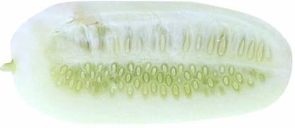 Qualtivate ® Cucumber Fruit Seeds-White(20 Seeds) Seed