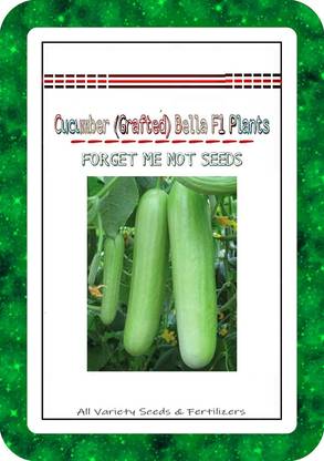 Qualtivate ® Cucumber (Grafted) Bella Seeds High Quality F1 Hybrid Variety(35 Seeds) Seed