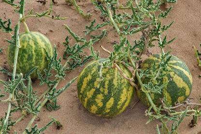 Qualtivate ® Citrullus colocynthis/Colocynth/Indravaruni/Bitter Apple/Bitter cucumber/Indrayan Phal/Vine of Sodom Herbal Fruit Seeds(350 Seeds) Seed