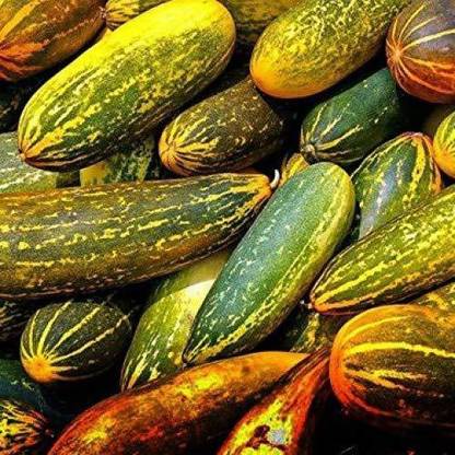 Qualtivate ™ Dosakaya Seeds - Yellow Cucumber Seeds Heirloom(60 Seeds) Seed