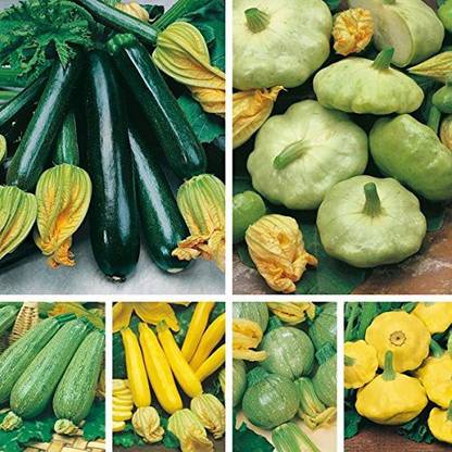 Qualtivate ® Zucchini/Summer Squash 6 Types(200 Seeds) Seed