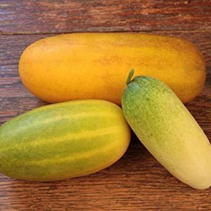 WILLVINE Southe Sambar Cucumber Seeds - Yellow Cucumber Seeds Hybrid Seed
