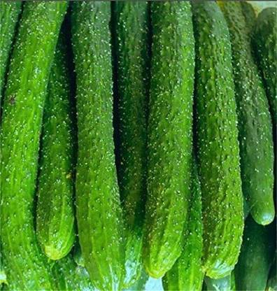 ActrovaX Cucumber Good Taste Nutritious Green Cucumis Climbing Tree Seed [16000 Seeds] Seed