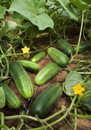 Qualtivate ™ F1 Hybrid Cucumber-Leo Seeds(80 Seeds) Seed