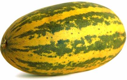 ActrovaX Sambar Cucumber Seed